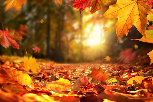 Lively closeup of falling autumn leaves with vibrant backlight from the setting sun